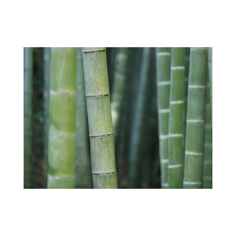 Synergistic Wool Table fr-FR